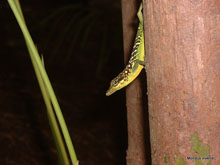 Lézard - Martinique